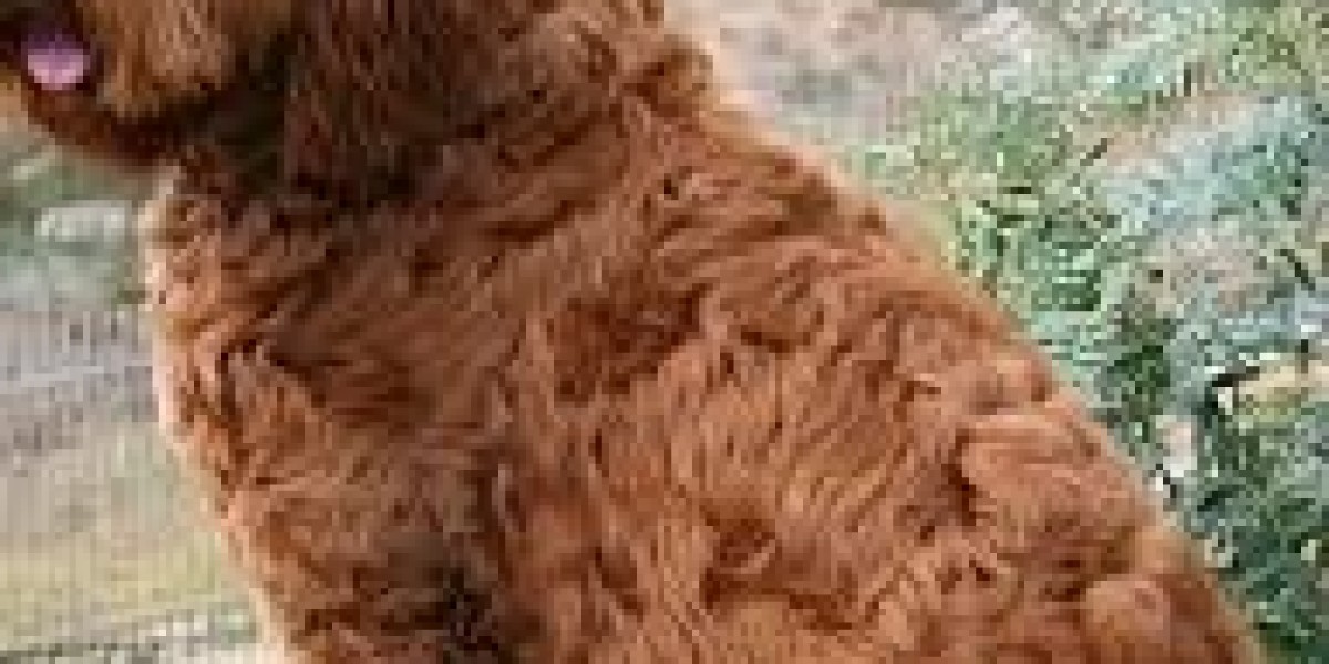 Finding Reputable Labradoodle Breeders in Northern California