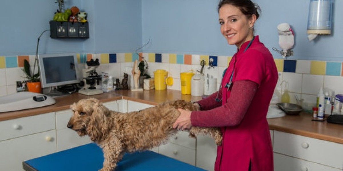 How to Interpret Your Pet's Urinalysis