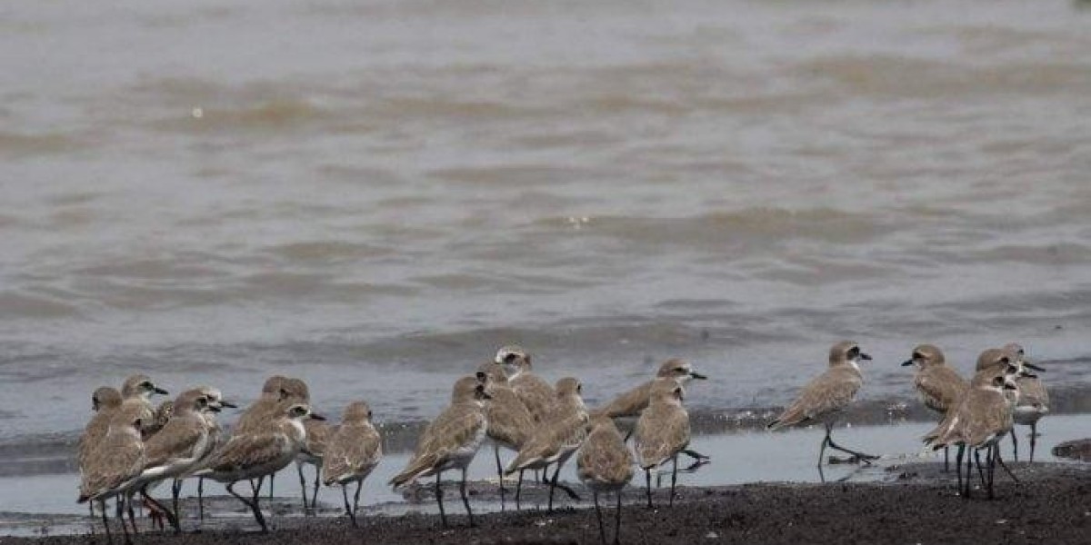 Menikmati Keindahan Pantai Cemara di Jambi