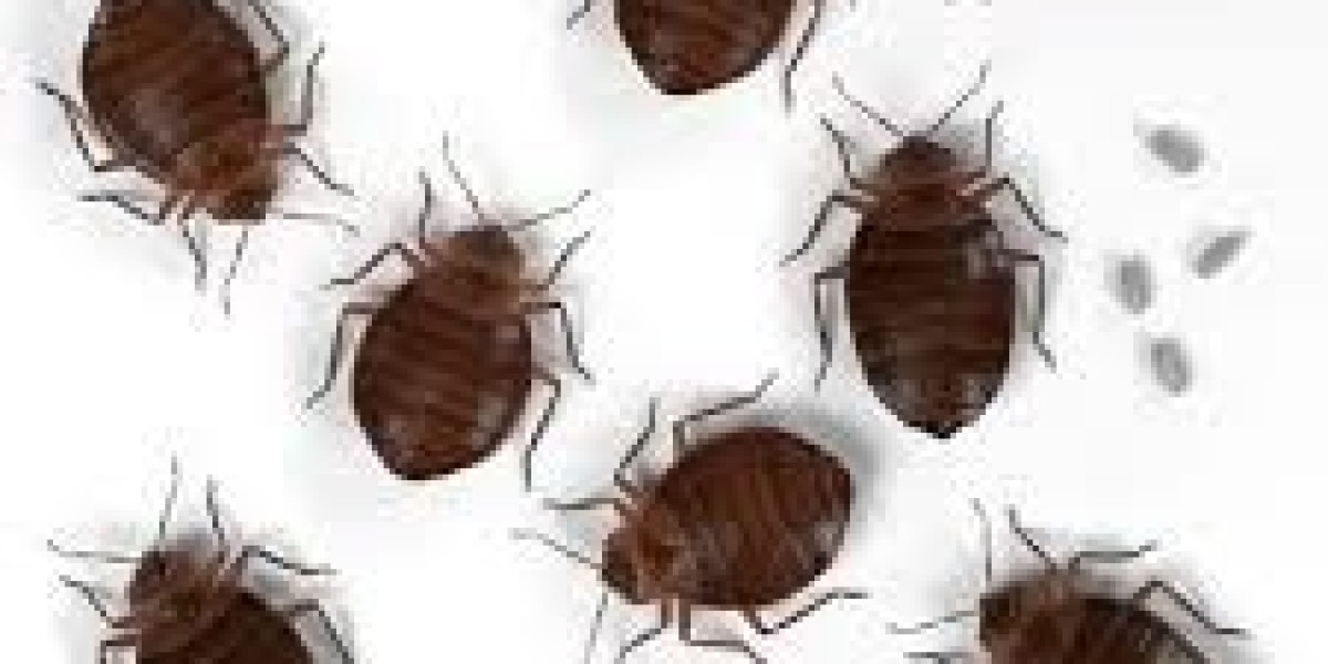 Bed Bugs in Val d'Oise: Eradicate Them Permanently with Our Pro Solutions