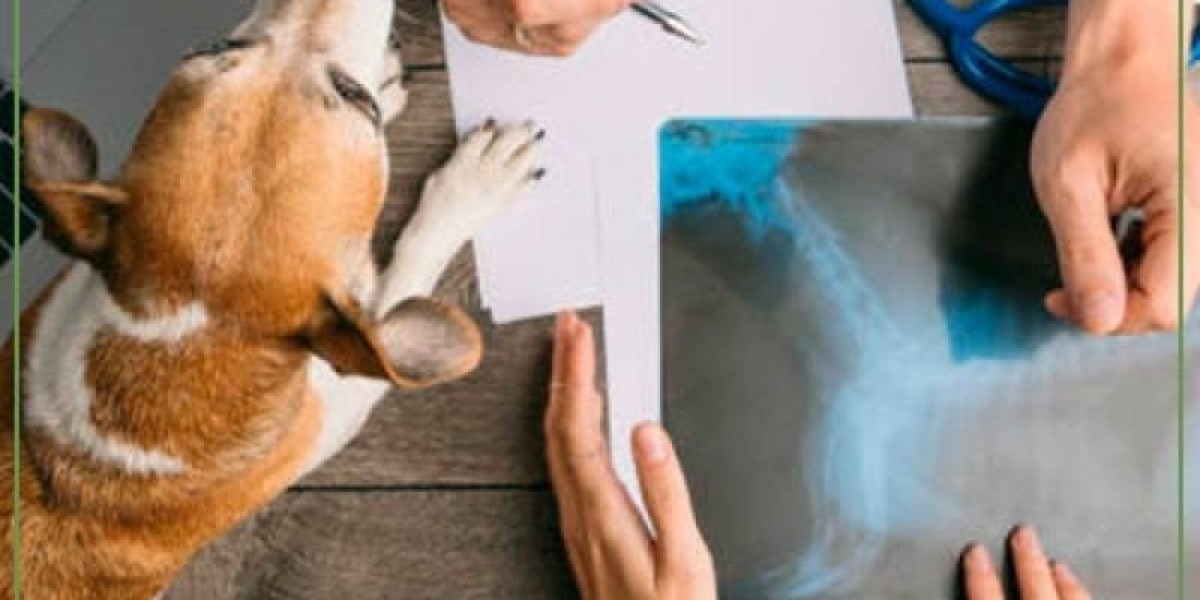 WUF: ¿Por qué es importante realizarle un hemograma a tu mascota? WUF