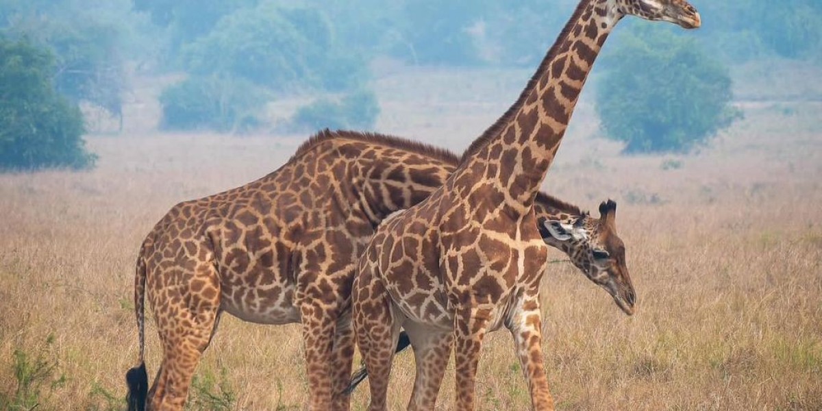 Hermosa Life Tours & Travel: Your Gateway to Unforgettable Experiences in Rwanda