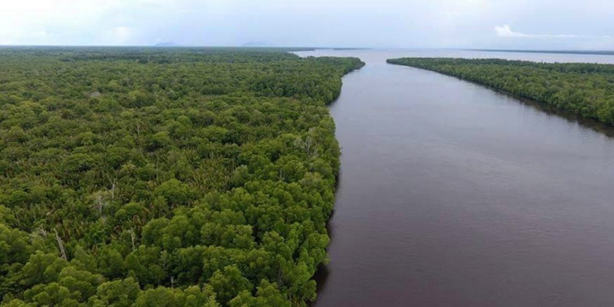 Menyaksikan Keindahan Hutan Mangrove Batu Ampar