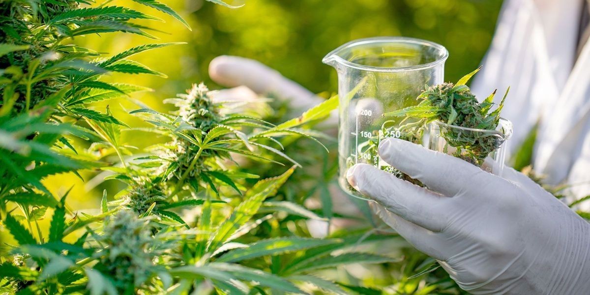 Cannabis Testing Market Size, Trends, Key Players, In-Depth Insights and Forecast 2024-2032