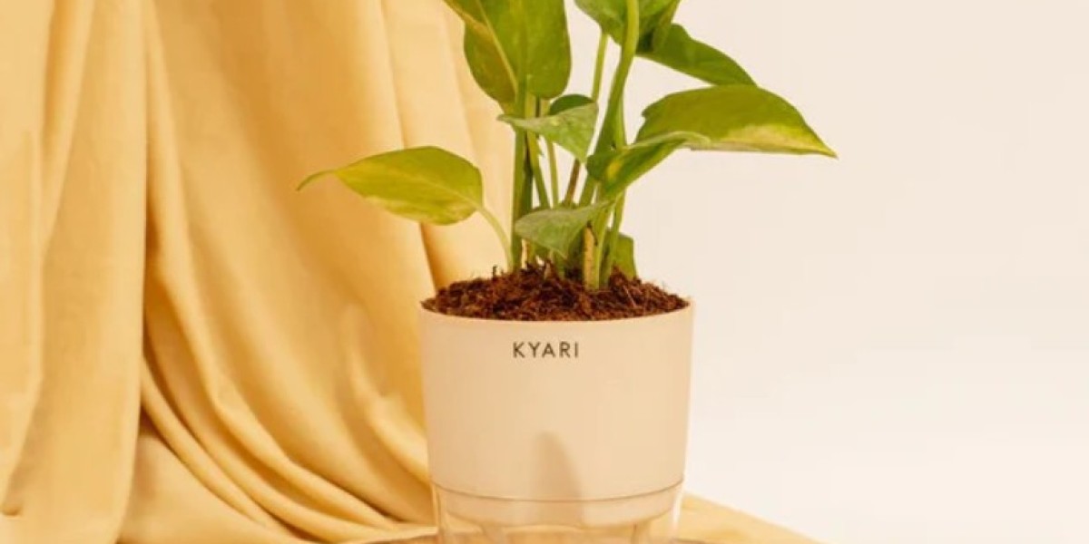 Understanding the Growth Cycle of Money Plants