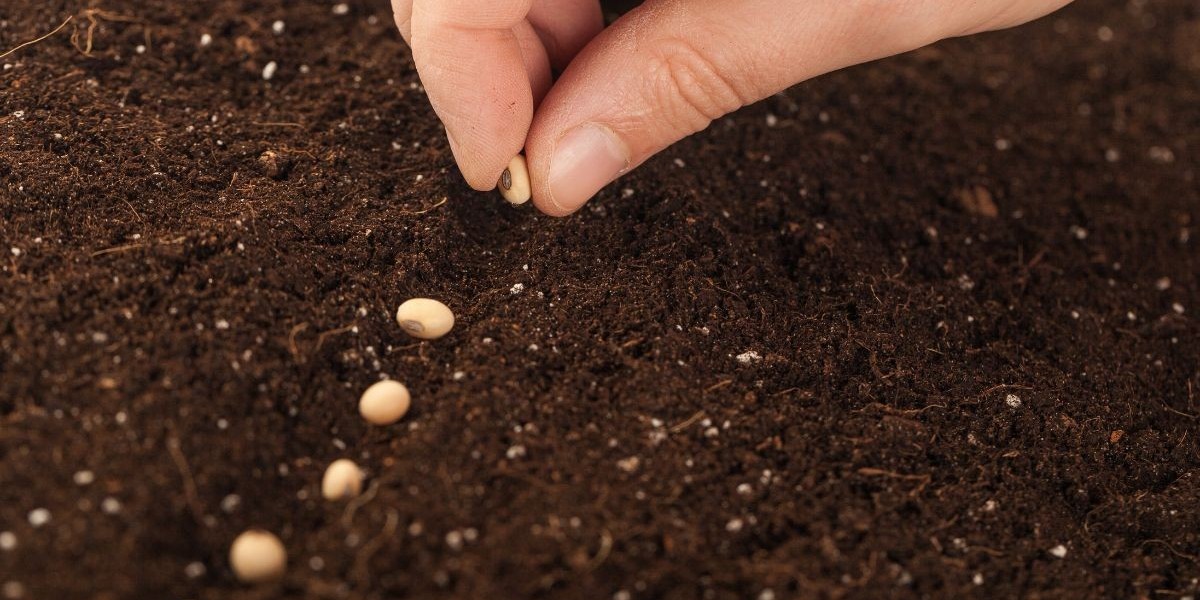 Semillas Florecientes: El Mercado en Perú y su Evolución