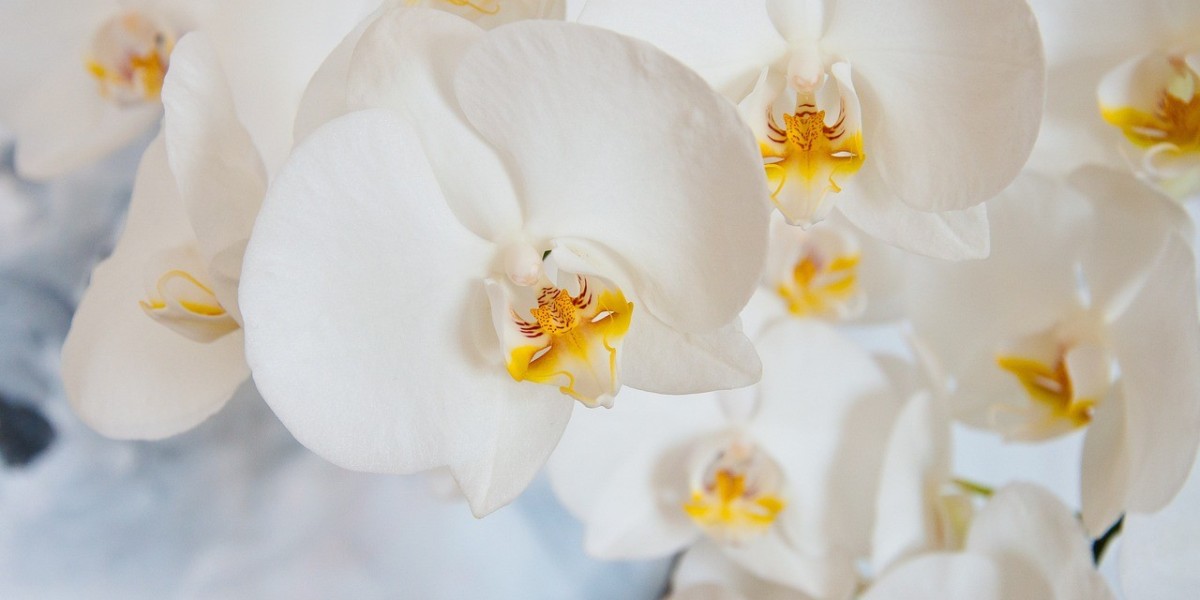 Flowers Names in Tamil and English: A Comprehensive Guide