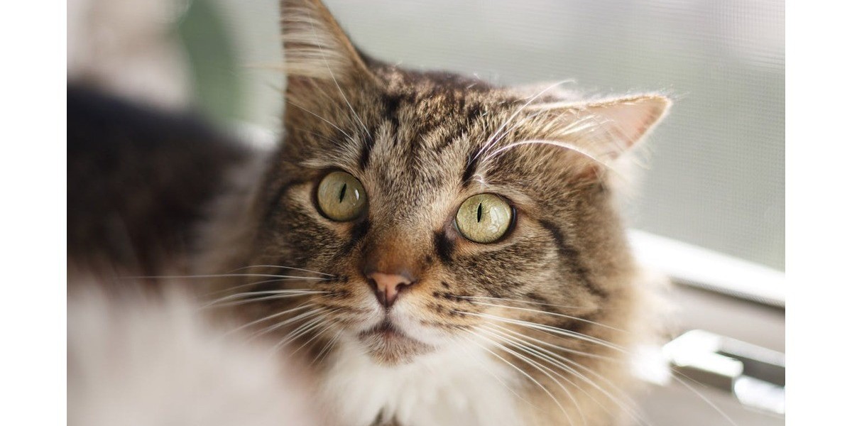 The Ultimate Guide for Pet Owners: Understanding Cat Rescue Organizations