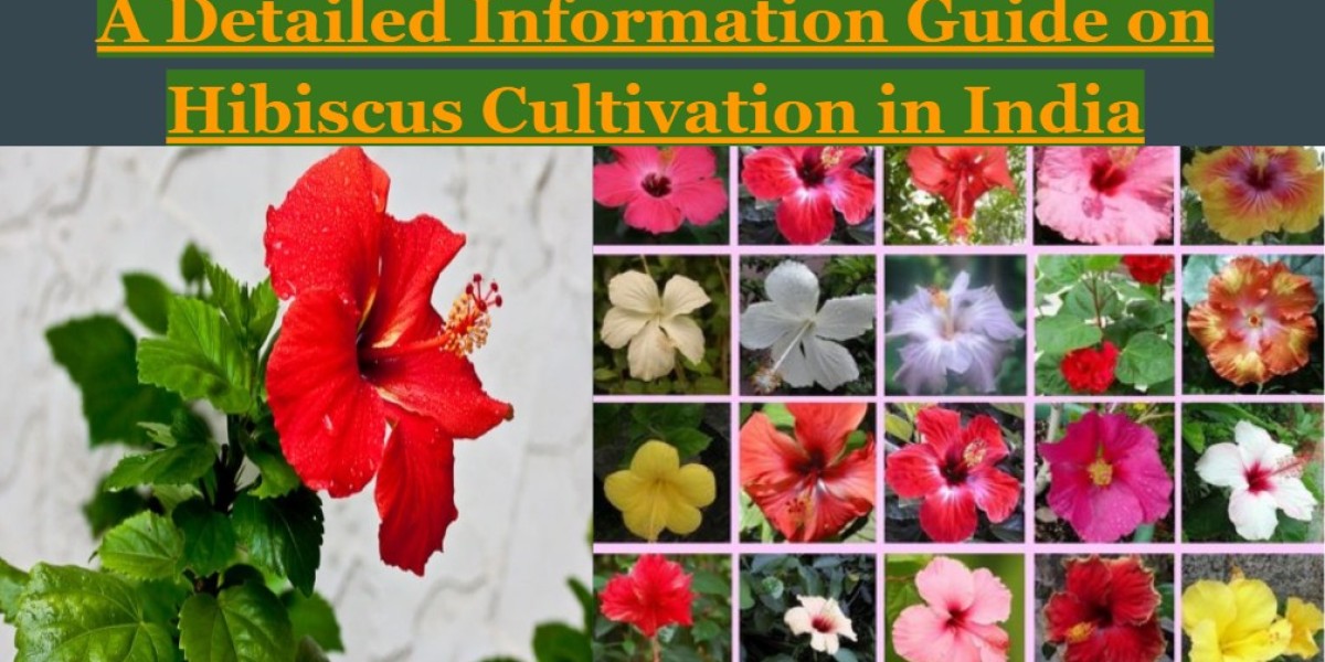 Guide on Hibiscus Cultivation in India