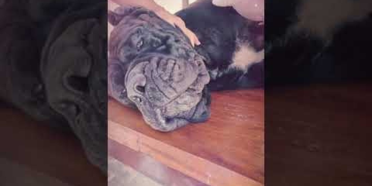 Descubra Qual Exame de Sangue é Essencial para Detectar Doenças Provocadas por Carrapatos em Cães