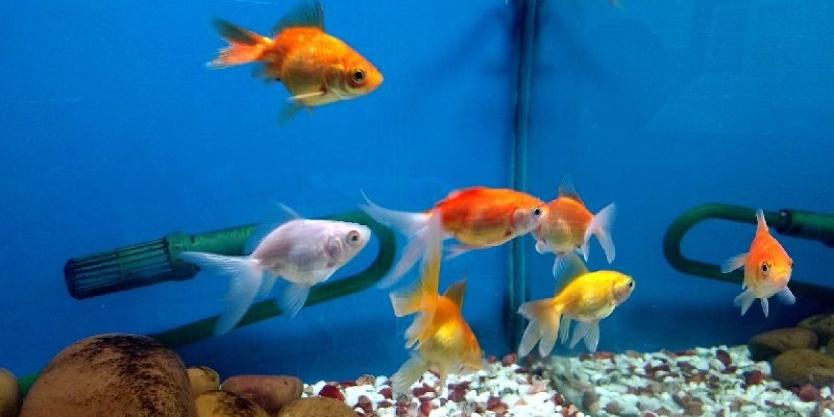 Ornamental Fish Market Size, Share, Global Industry Overview, Opportunity and Forecast 2024-2032