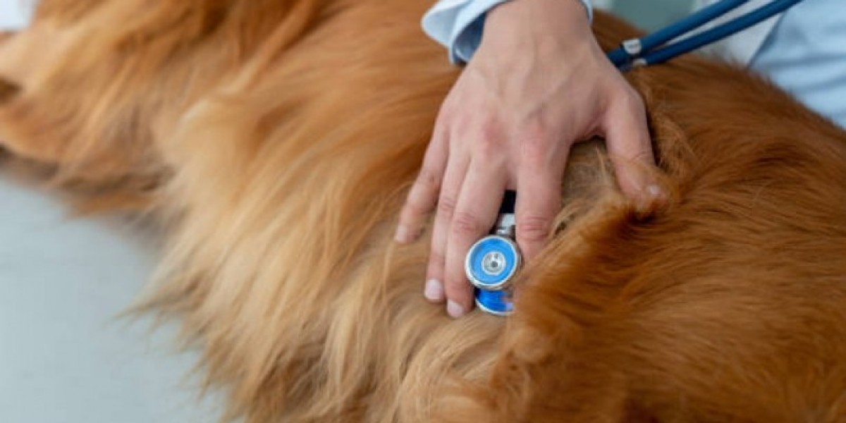 A Importância do Ecodopplercardiograma Veterinário na Saúde do Seu Pet