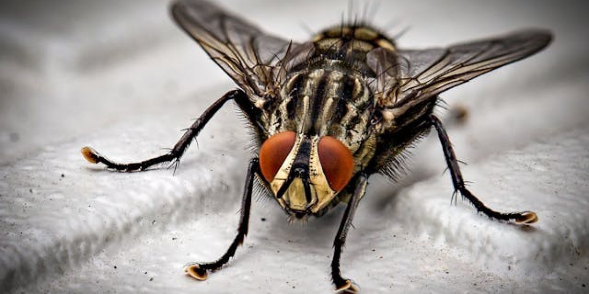 Sayonara Pests: Keeping Your Home Safe and Comfortable with Pest Control Tips