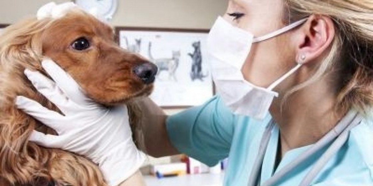 Kidney Restore Supplement For Cats & Dogs