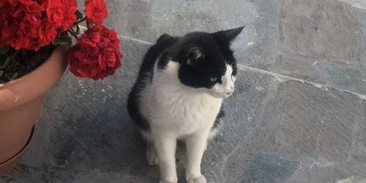 The Loss of a Pet and the Importance of Grief Support