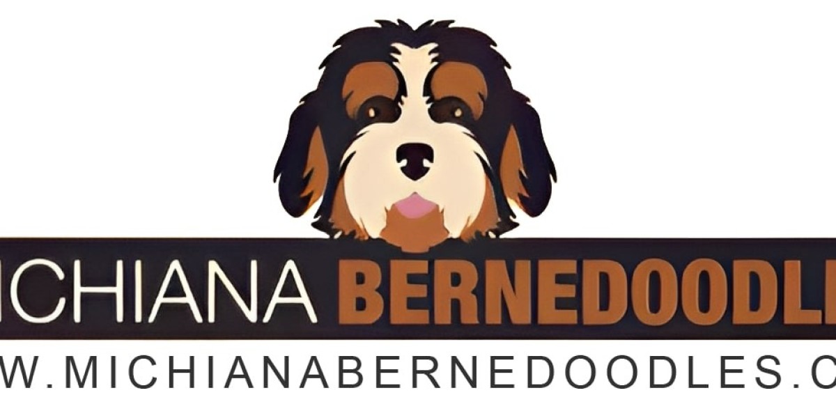 Mini Bernedoodle for Sale in Michigan: Find Your Perfect Companion with Michiana Bernedoodles