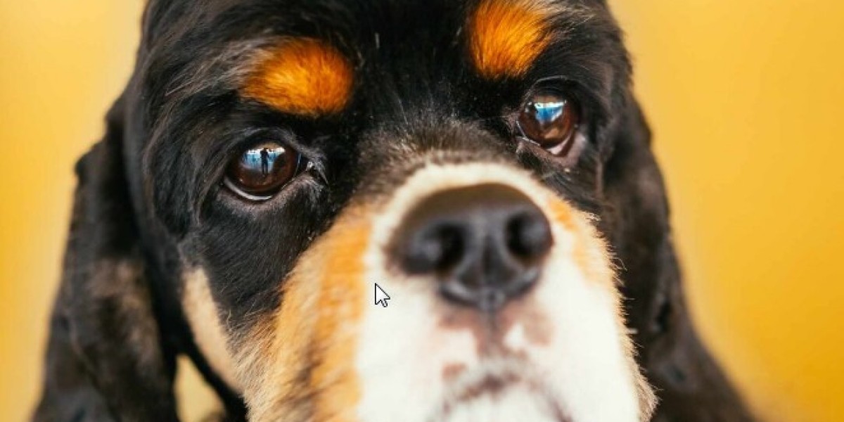 Barak cinsi köpek özellikleri