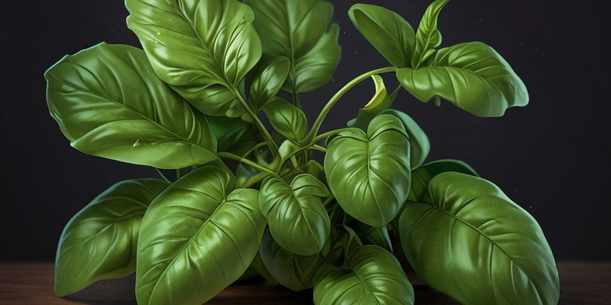 Basil Processing Plant Report 2024: Industry Trends, Investment Opportunities, Cost and Revenue