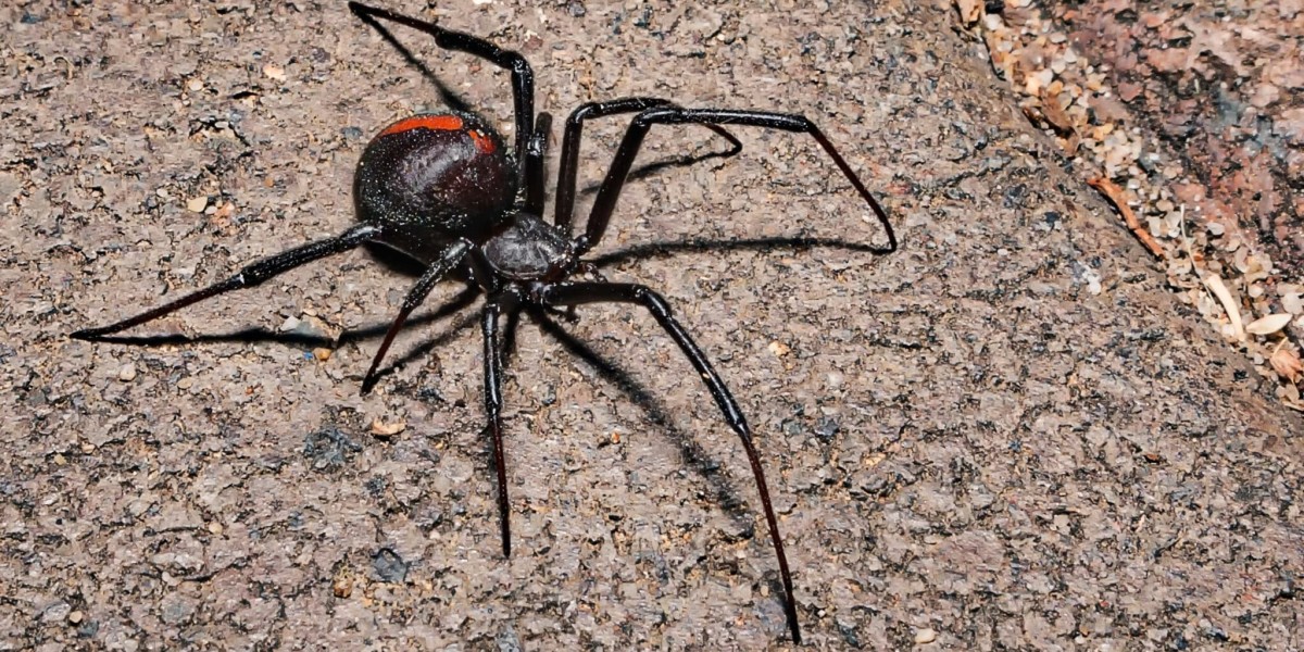 Spider Pest Control in Chandler, AZ: Keep Your Home Spider-Free with LMS Pest Solutions LLC