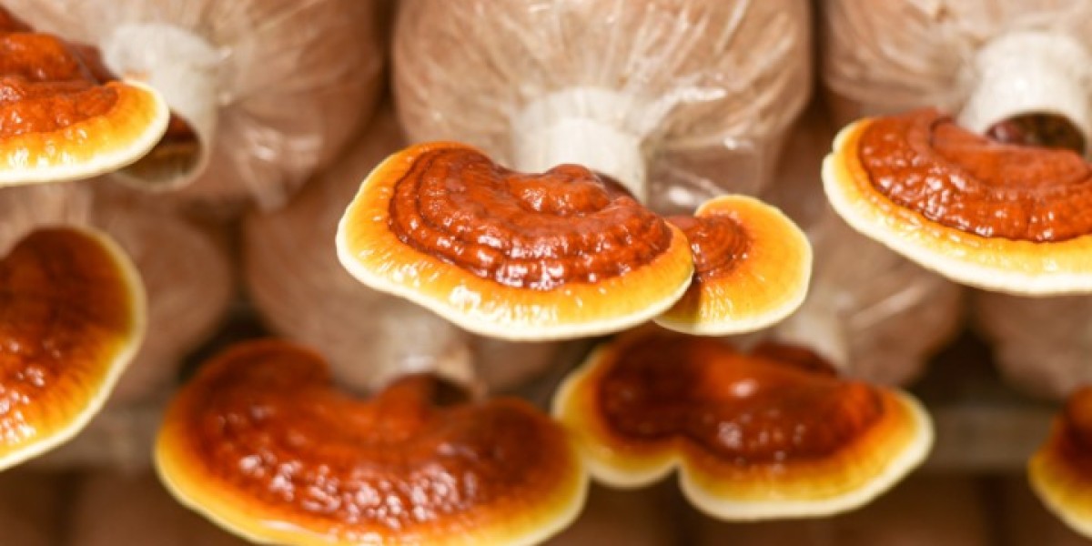 Reishi Mushroom Market Share, Size, Growth, Opportunity and Forecast 2024-2032