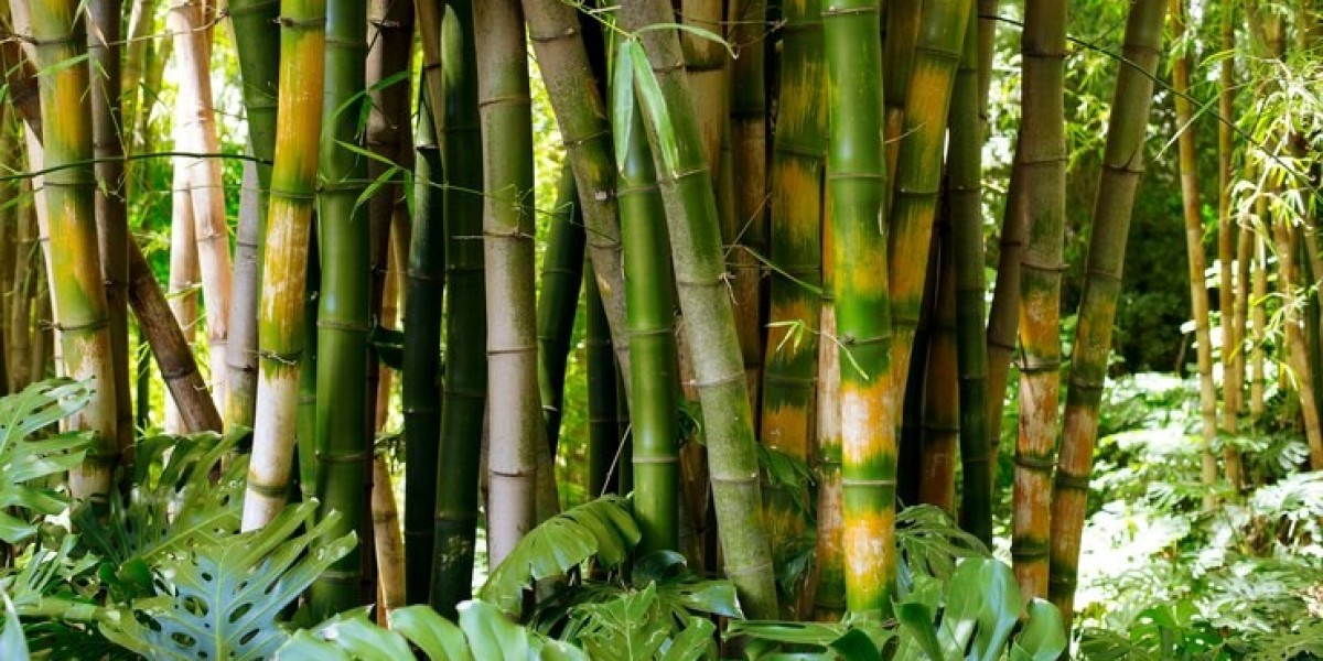Indonesia Bamboos Market To Grab Immense Growth At Fastest CAGR 2028 |Grand View Research, Inc.