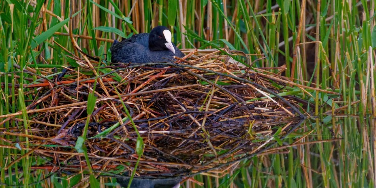 Bird Control Services Near Me: Effective Bird Nest Removal Solutions