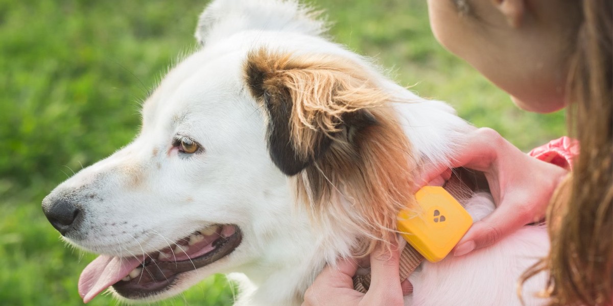 Pet Wearable Market Forecasted to Reach USD 4.32 billion by 2031