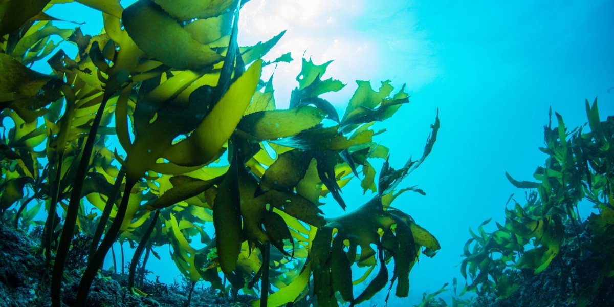 The Commercial Seaweed Market Primed for Growth