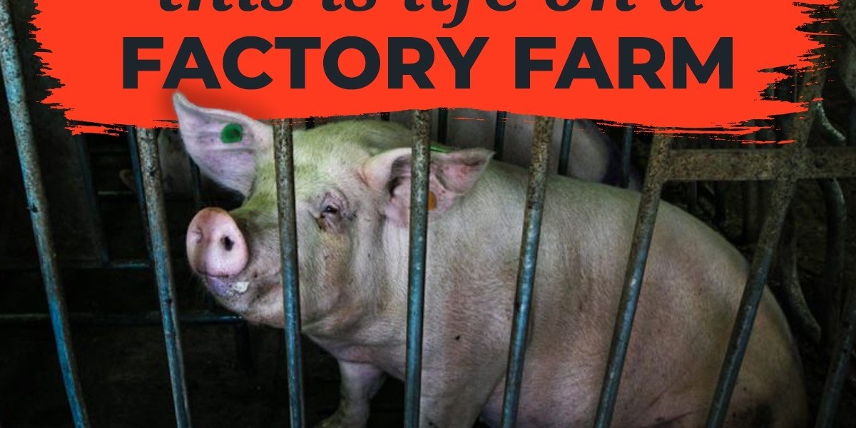 Exposing the Truth: Animal Cruelty in Factory Farms