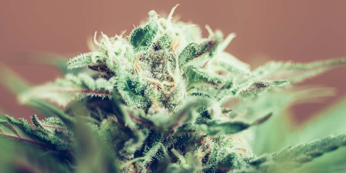 Local’s Guide to Buying Weed in Queens: Navigating Cannabis Laws and Regulations