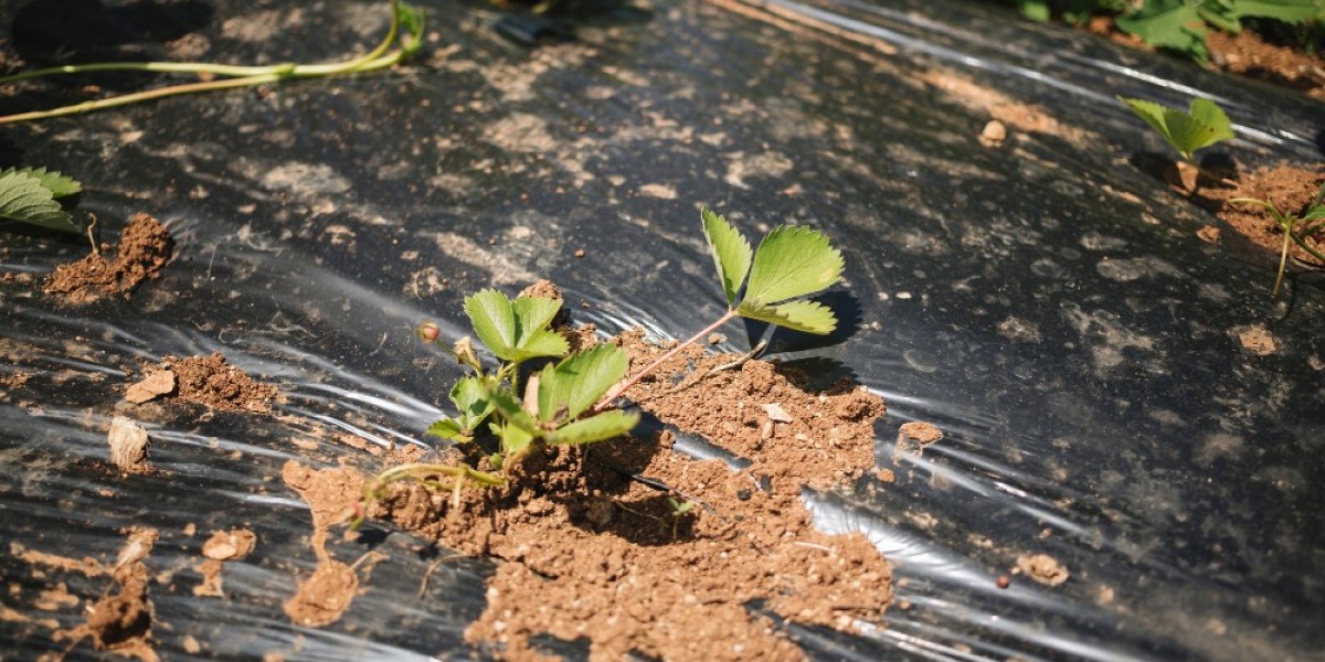 Humic Based Biostimulants: A Sustainable Solution for Modern Agriculture