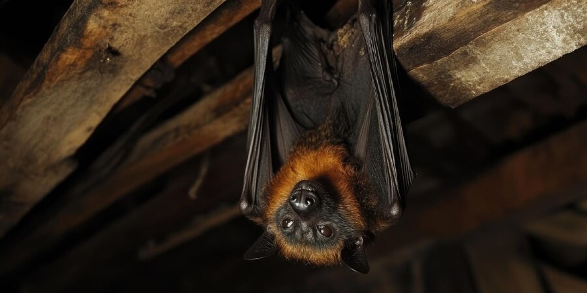 Why Professional Bat Removal in Houston is Essential for Home Safety