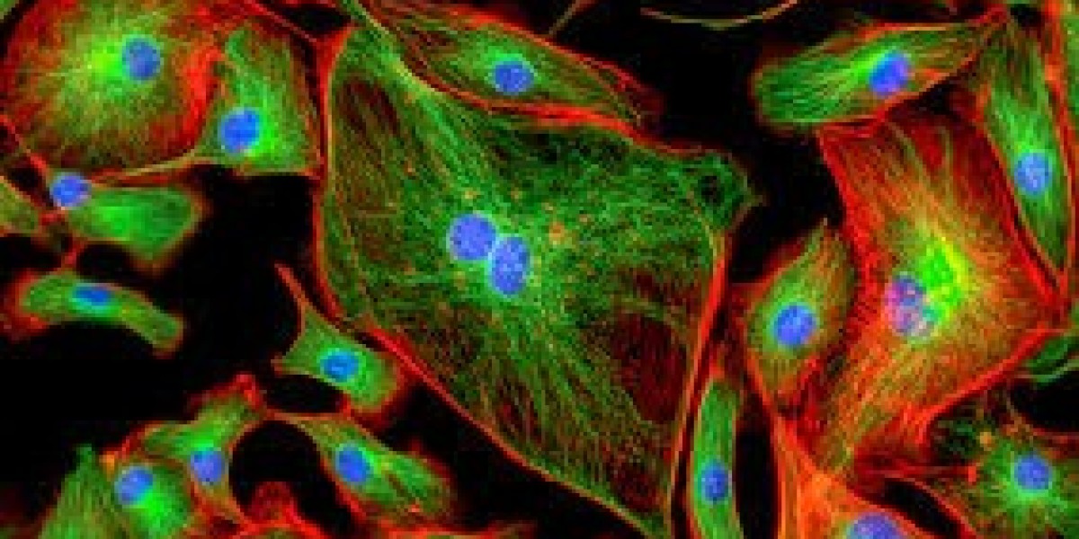 Key Players in the Live Cell Imaging Market: Thermo Fisher, Nikon, Leica, and More