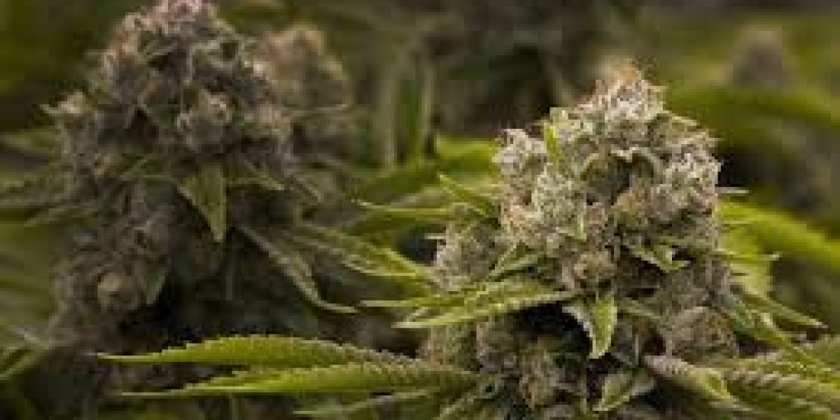 Cannabis for Women Understanding Unique Needs