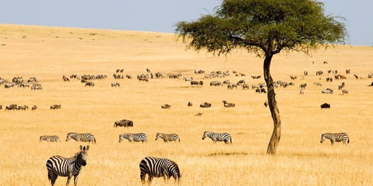 how much does a Kenya eta cost