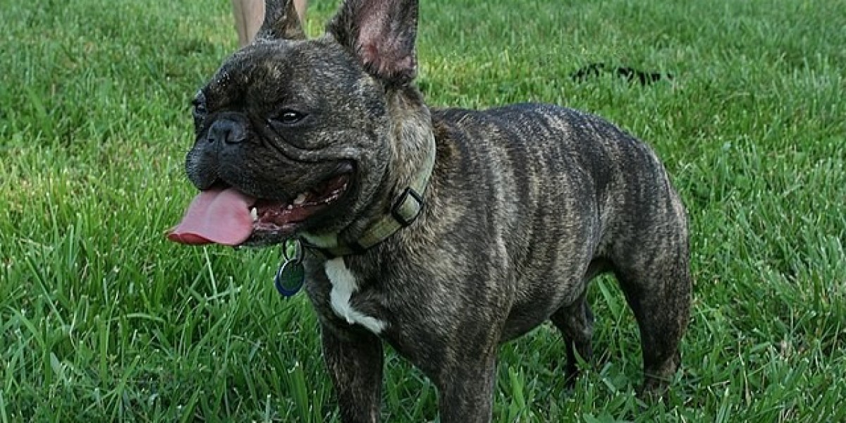 7 Reasons Why French Bulldogs Are The Worst