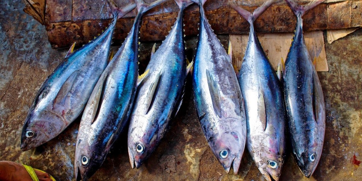 Principales Empresas en el Mercado del Pescado