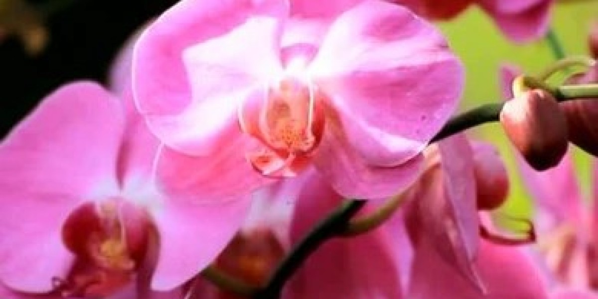 Vivai Federici: Offering a Wide Range of Roses for Your Garden