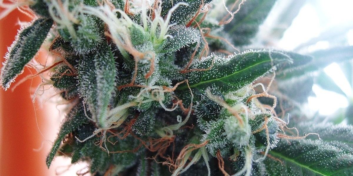 Understanding the Health Benefits of Convenient Marijuana Delivery in the Bronx
