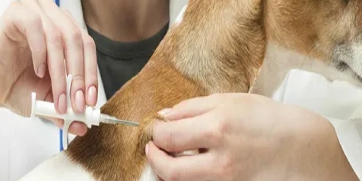 Pet ID Microchips: A Simple Way to Help Reunite Lost Pets With Their Owners In Industry