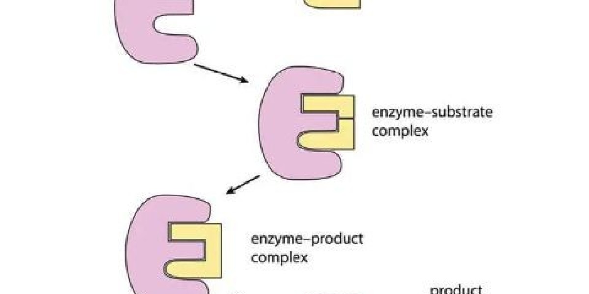Forecasting the Future of the Enzymes Market: 2024-2034