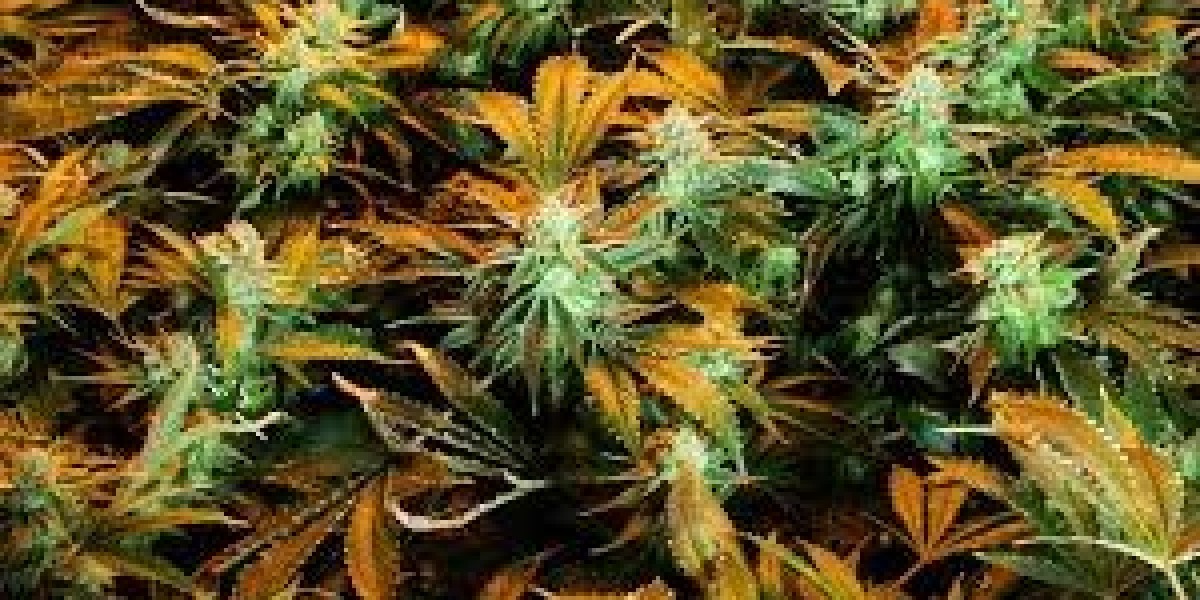 Budget-Friendly Recreational marijuana: Quality Dispensaries in Brooklyn