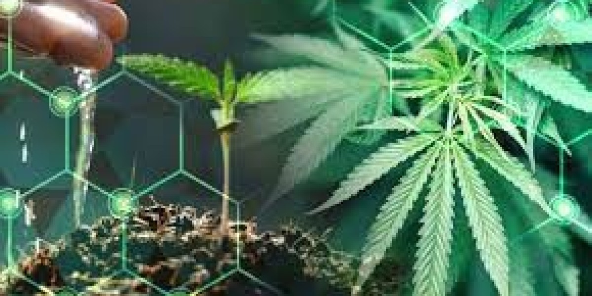 Best Nutrient Solutions for Cannabis in Chula Vista
