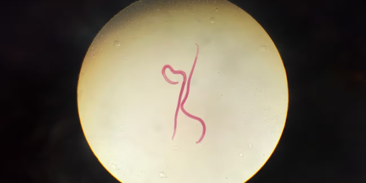 Why Nizonide 500mg is the Effective in worm infections?