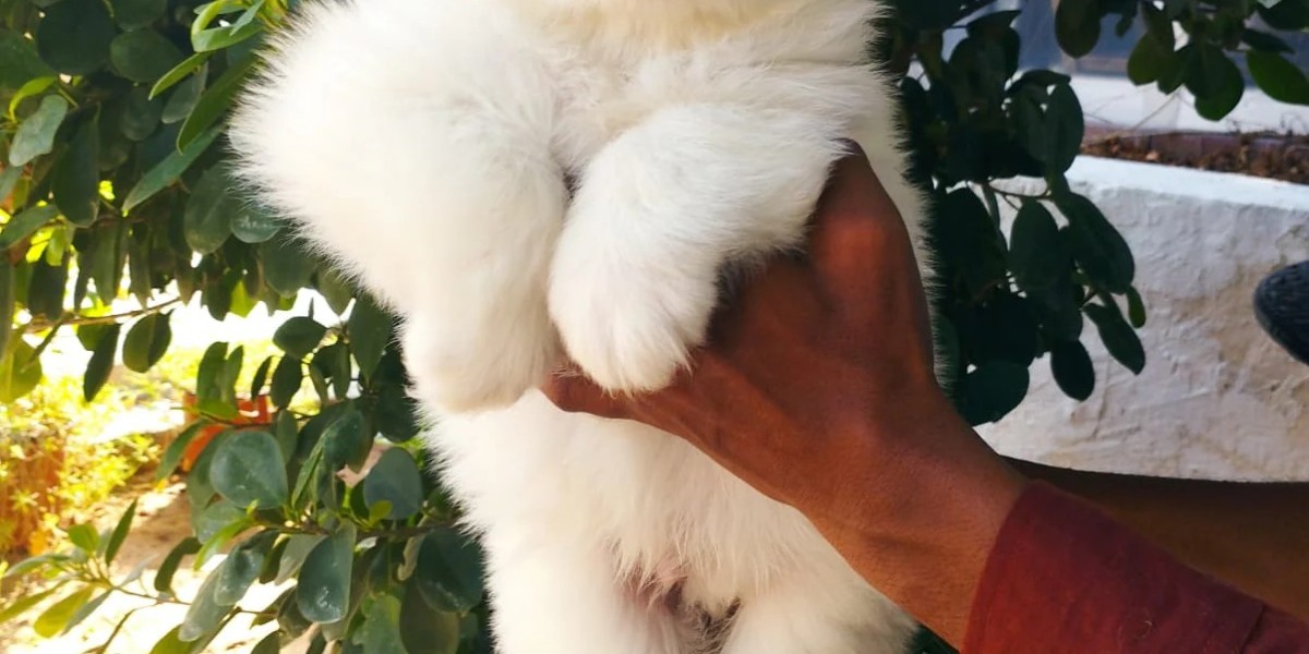 Maltipoo Puppies: The Perfect Blend of Maltese and Poodle
