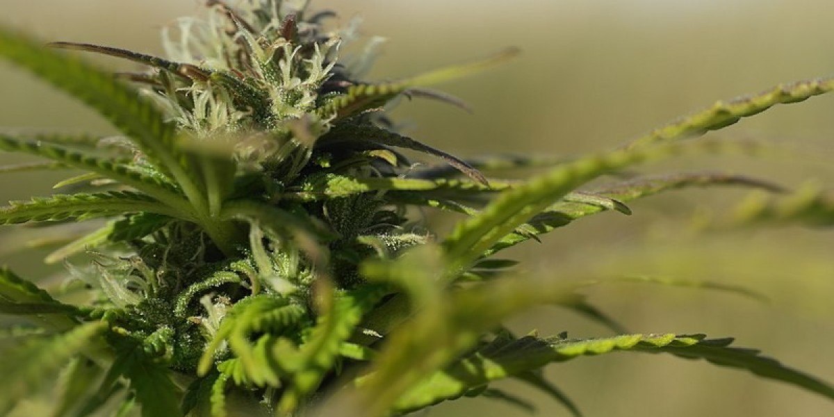 Higher THC Levels for Health & Wellness: Broomfield Weed Dispensary