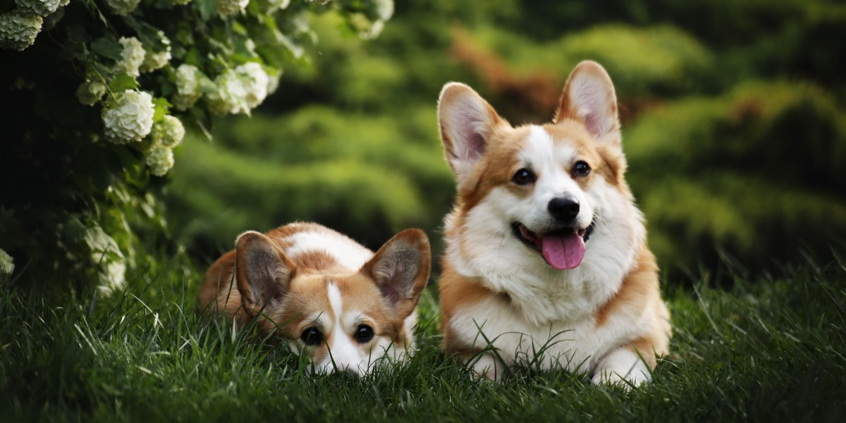Long Hair Corgi Puppies for Sale: A Fluffy Delight