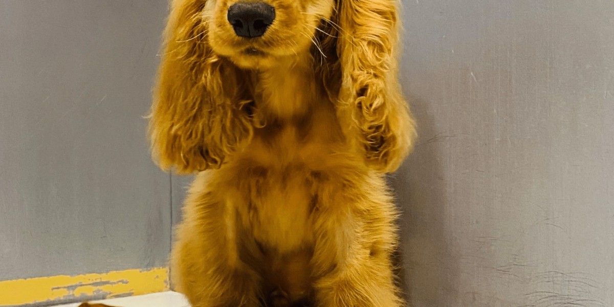 Toy Poodle Puppies: The Benefits of Early Training and Socialization