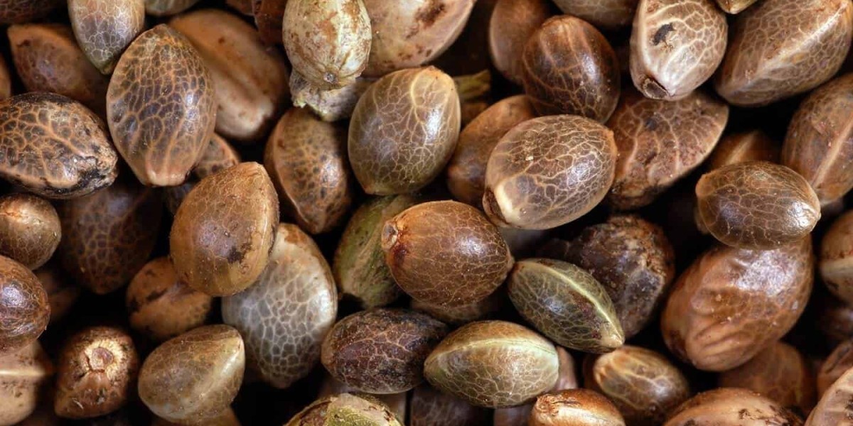 Cannabis Seeds Market Insights and Trends: Forecasting Future Market Growth and Demand