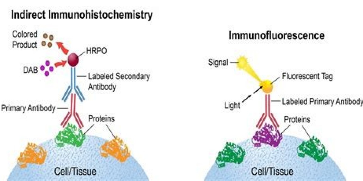 Immunohistochemistry Market Share, Size, Demand, Key Players by Forecast 2034